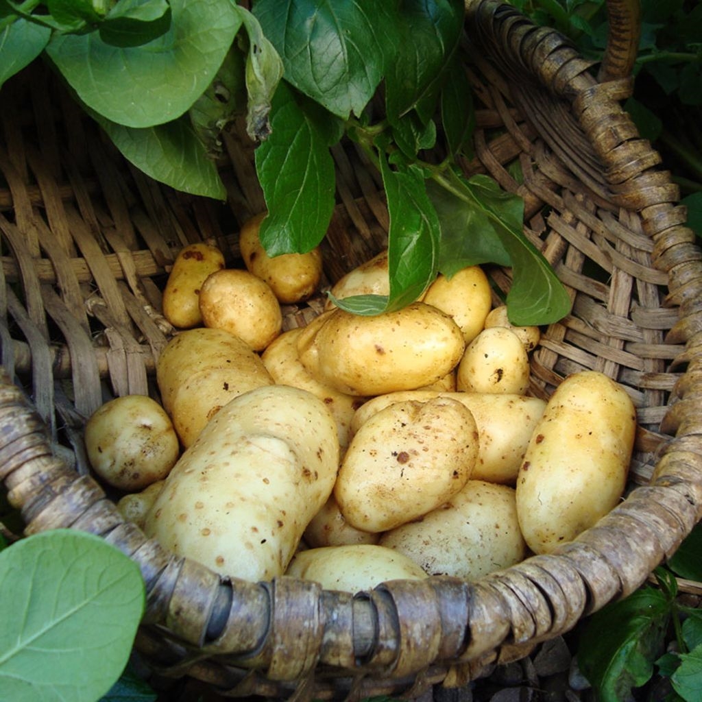 Great Selection of Seed Potatoes now in Stock