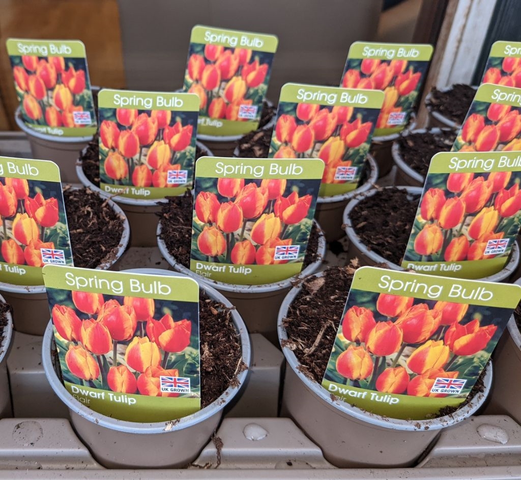 Great collection of Potted Spring Bulbs available