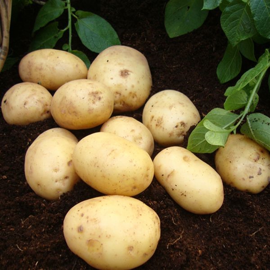 Autumn Seed Potatoes in Stock!