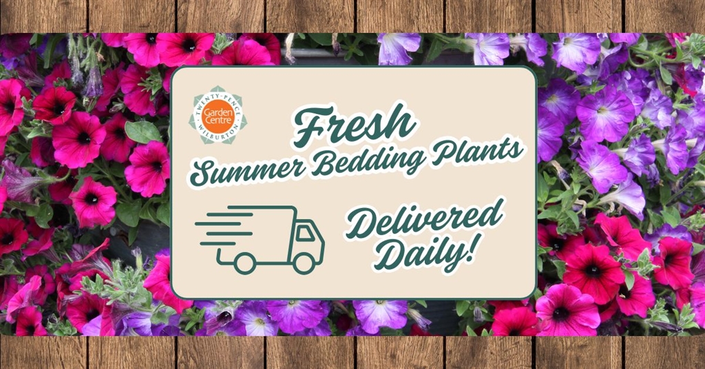 New Summer Bedding plants arriving daily – there’s always something fresh to discover!