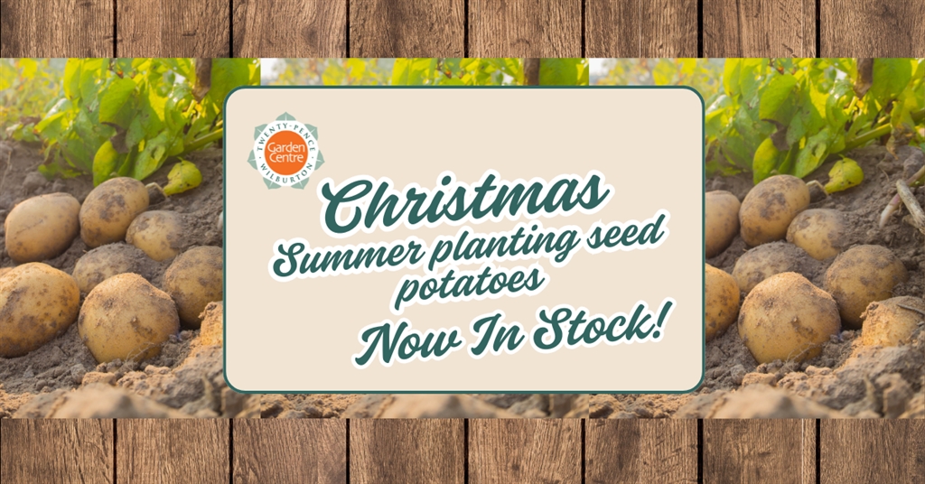 Christmas Seed Potatoes Now In Stock