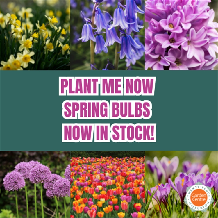 Plant me now... Spring bulbs have arrived