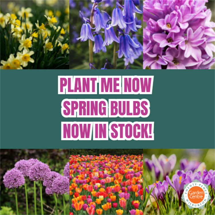 Plant me now spring bulbs now in stock