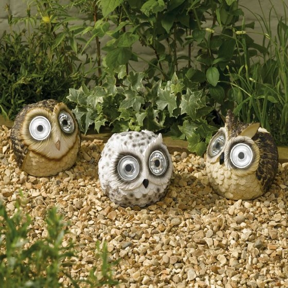 Bright Eye Owl